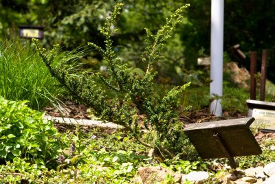 Taxus baccata 'Amersfoort' - tis červený - celek